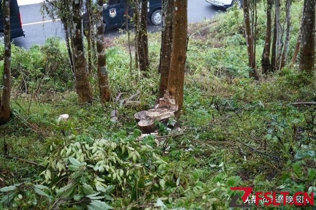 50年老樹被盜砍，損失超百萬，揭開了種植沉香的最大困境